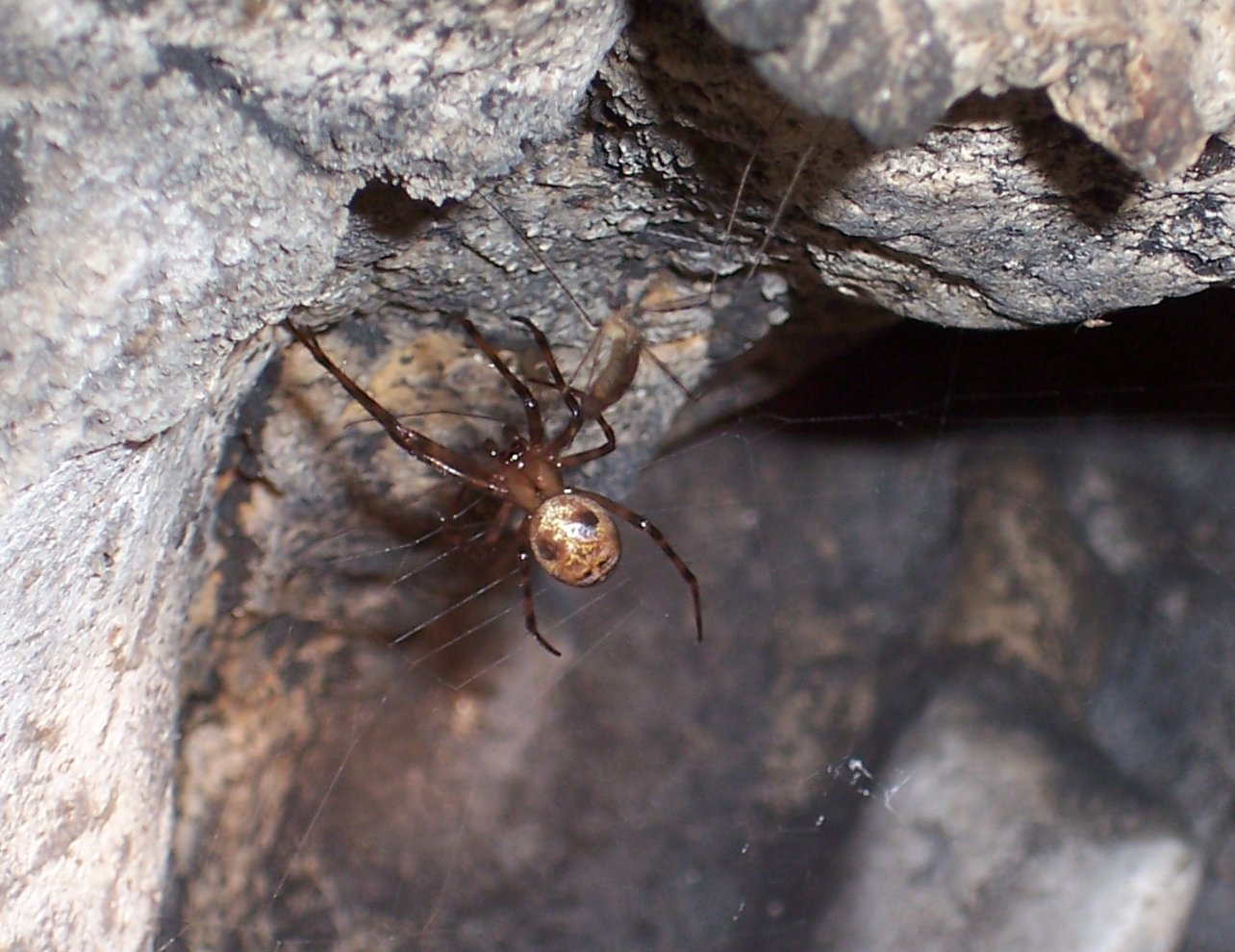 Grotte de Comblain - Araignée Meta Menardi