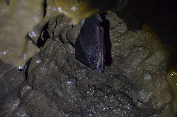 Grotte de Comblain - Hibernation des chauves-souris